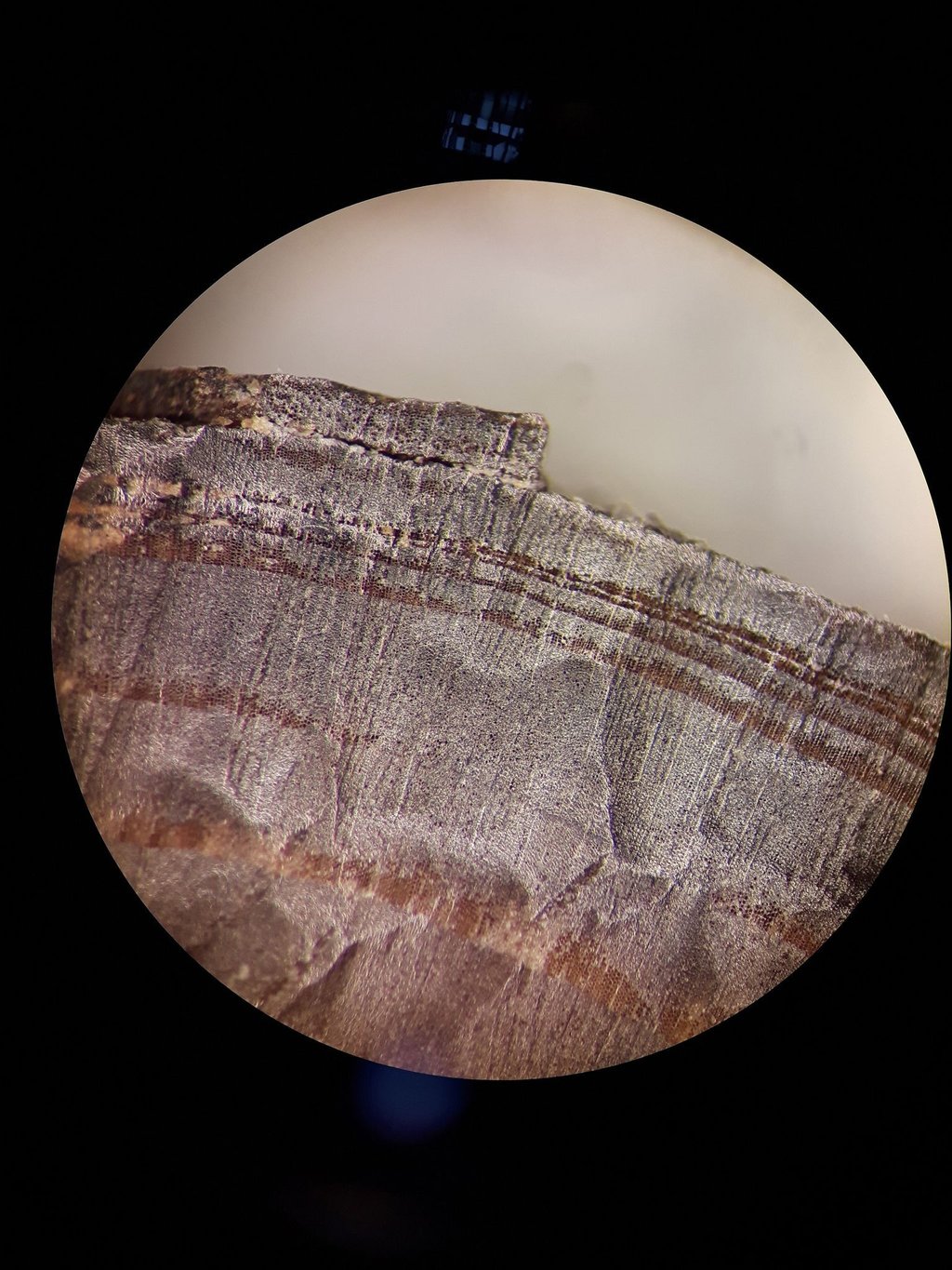 Mikroskopische Aufnahme eines Holzfragments aus den nordischen Schichten in L'Anse aux Meadows. Vor genau tausend Jahren, im Jahr 1021, könnten bereits Wikinger in Nordamerika gelebt haben.