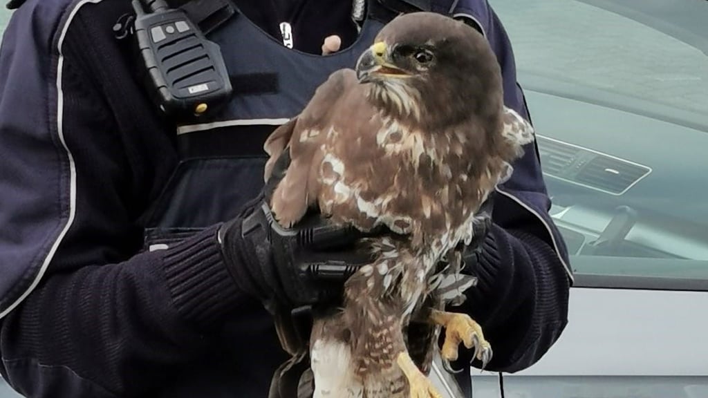 Der Bussard ist von den Polizisten verletzt von der A2 zwischen Bornstedt und Eilsleben geborgen worden. Foto: