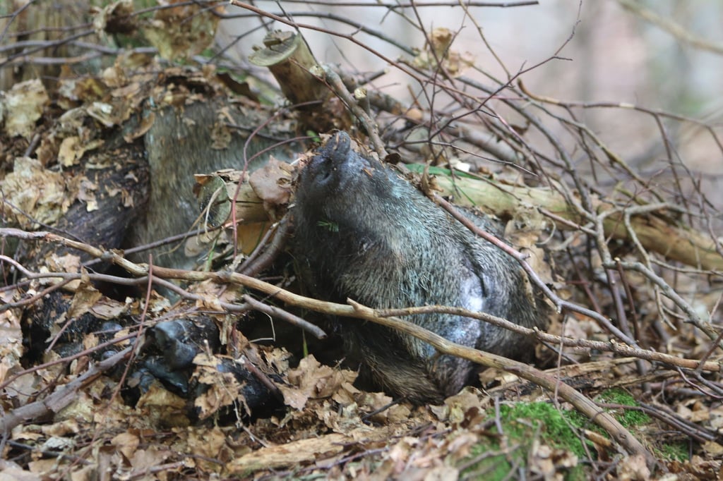 Der Kadaver eines Wildschweins liegt in einem Waldstück.