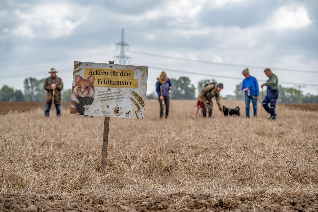 Mit ihren Stöcken stochern die freiwilligen Helfer in die Erdlöcher auf dem Feld bei Irxleben (Börde). In tiefen Löchern könnte ein Hamster hausen