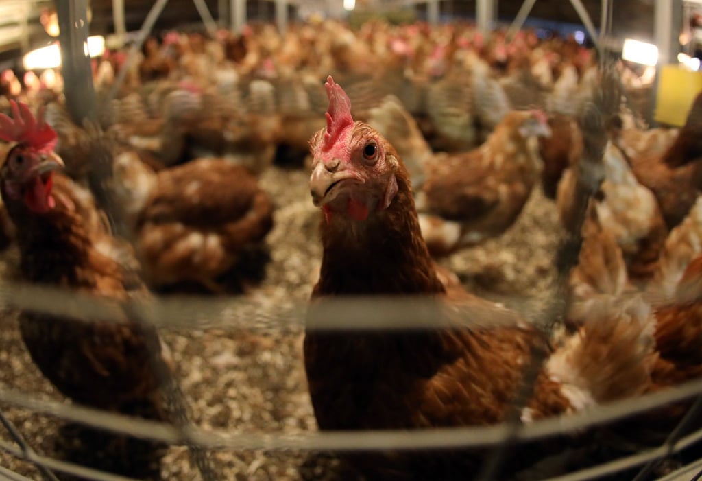 In der EU sollen künftig weniger Antibiotika an Tiere gehen.