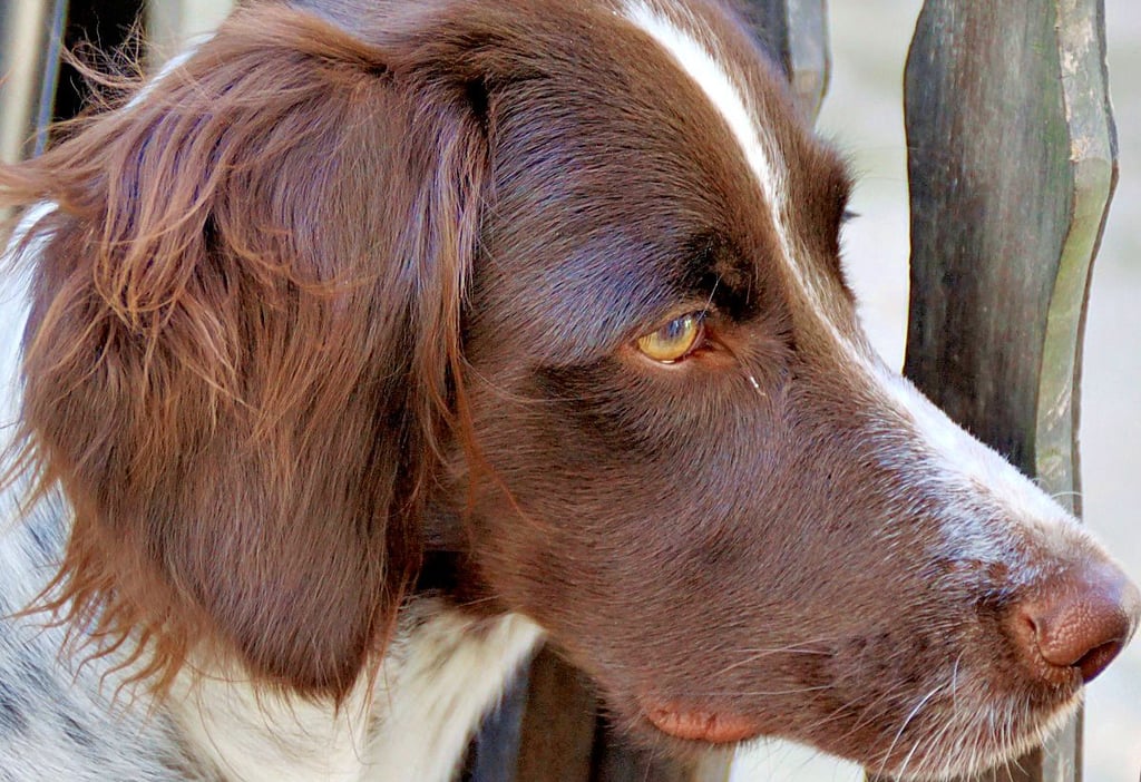 Nachweise, dass Hunde für die Jagd eingesetzt werden, müssen Halter in der Stadt Klötze in Zukunft nur einmal vorlegen.