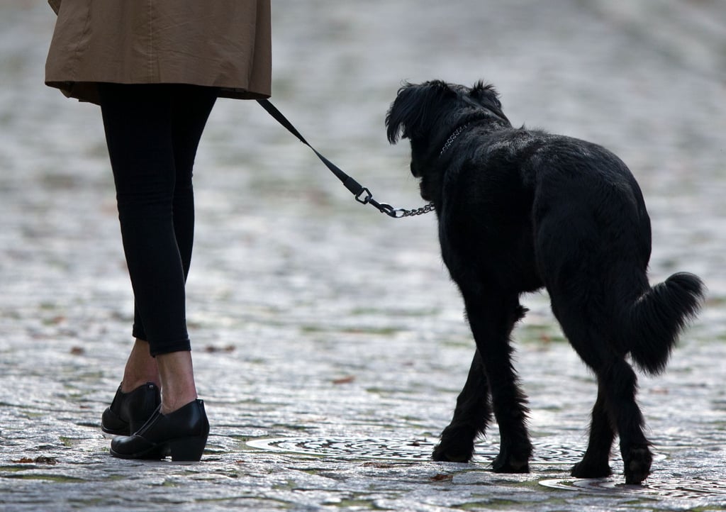 Eine mögliche Erhöhung der Hundesteuer stößt in Arendsee auf Kritik.