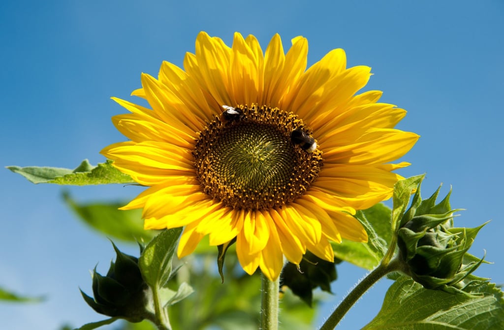 Helianthus annuus ist der Klassiker unter den Sonnenblumen-Arten.
