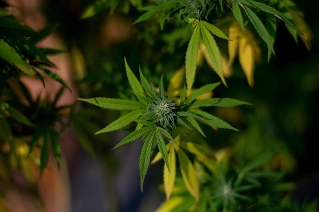 Symbolfoto - Cannabis-Pflanze