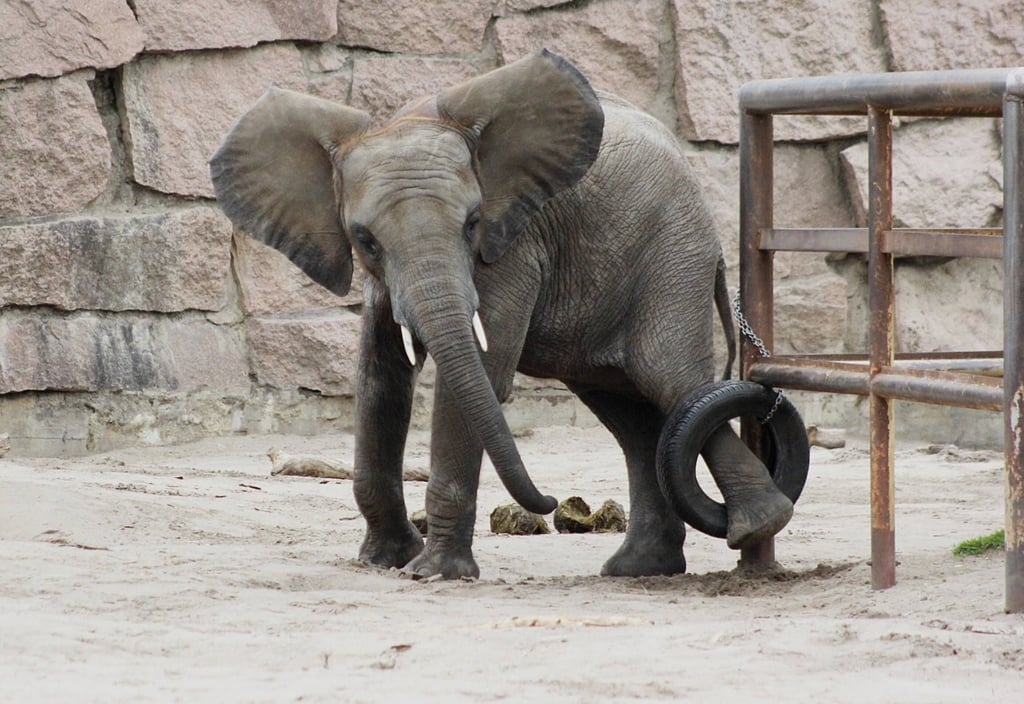 Ein Elefant im Zoo von Halle hat es beim Spielen etwas übertrieben und warf Reifen auf Pkw.