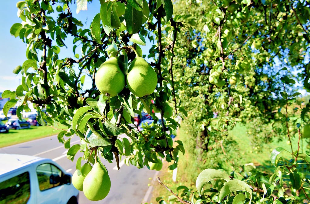 Auch an den Obstbäumen am Straßenrand ist in diesem Jahr eine beachtliche Ernte herangewachsen.