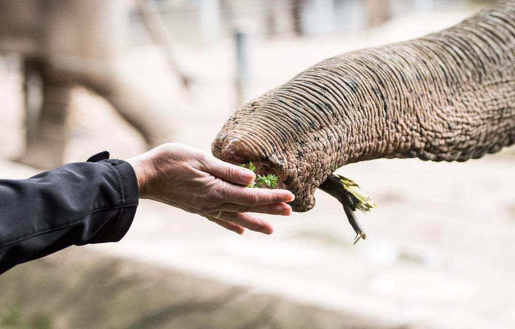 Ein Elefant greift mit seinem Rüssel nach dem Futter einer Besucherin.