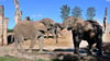 Die Elefanten-Brüder Moyo  (links) und Uli  kabbeln sich auf ihrer Außenanlage im Zoo Magdeburg. Im Hintergrund steht Kando. 