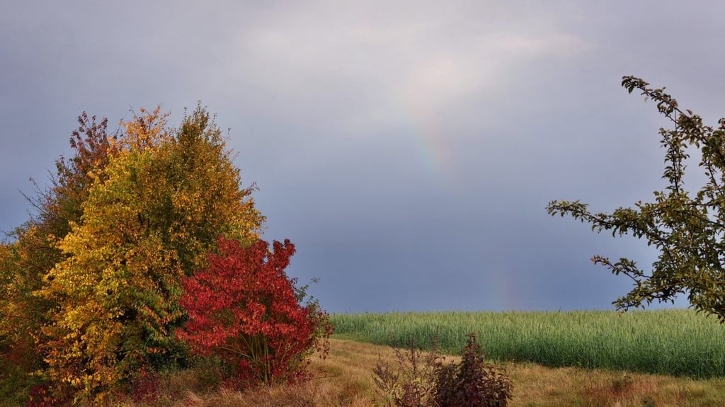 Der Herbst zeigt sich am Donnerstag in Sachsen-Anhalt mit warmen Temperaturen und Sonne.