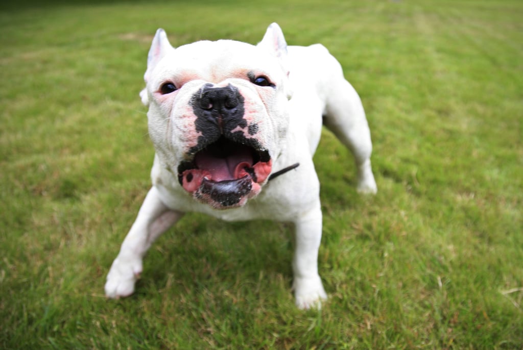 Symbolfoto - Hund