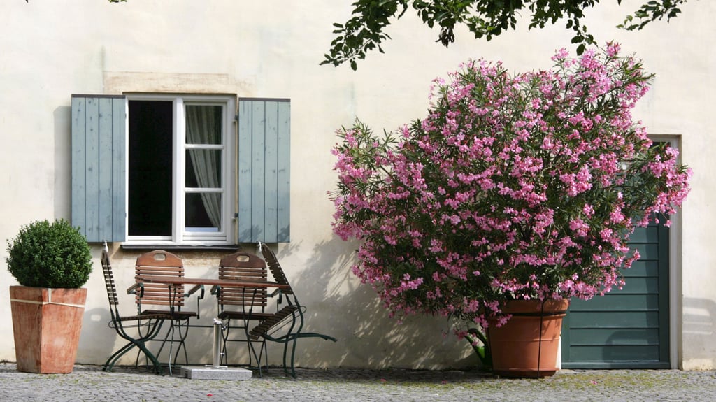 Der Oleander verträgt nur wenige Minusgrade und muss deshalb im Winter gut geschützt werden. Foto: Matthias Schrader/ Symbol/