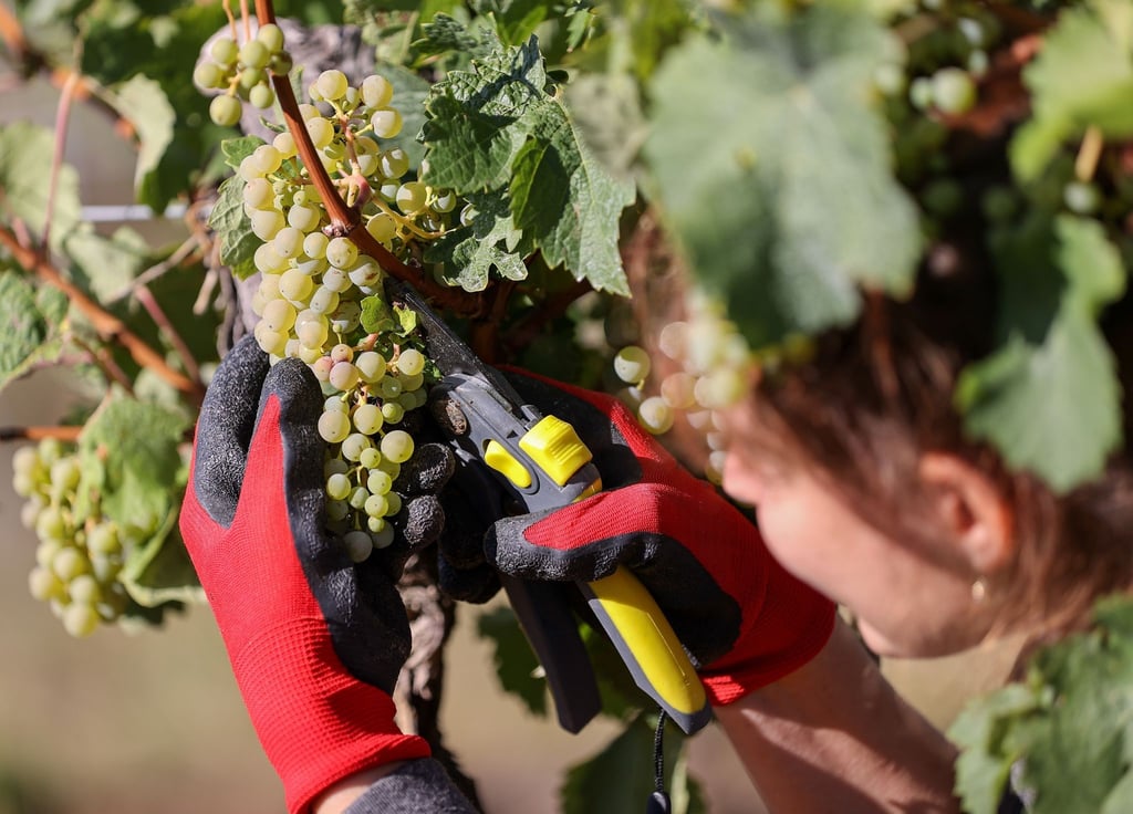 Eine Erntehelferin liest Trauben auf einem Weinberg.