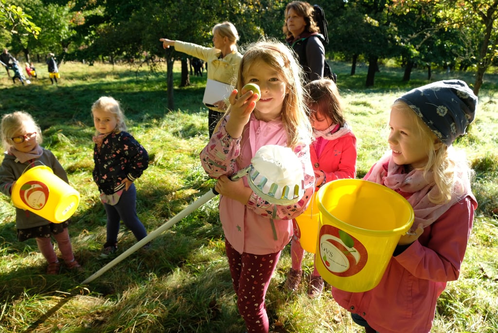 Knirpse der GVS-Kindertagesstätte Am Thie bei der Apfelernte auf der Streuobstwiese im Blankenburger Schlosspark.