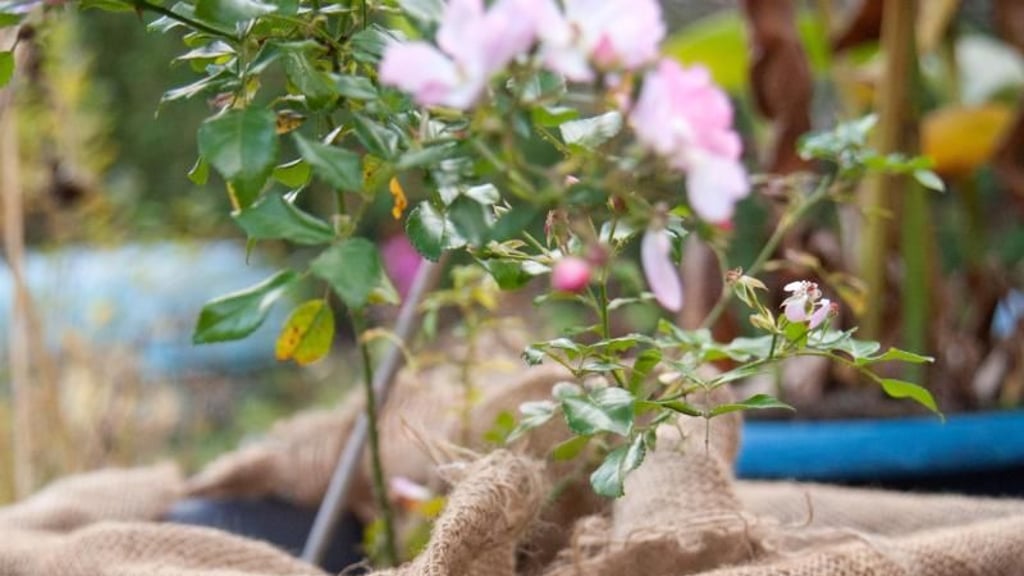 Für die meisten Kübelpflanzen sind während der Wintermonate Temperaturen zwischen fünf und zehn Grad Celsius ideal. Foto: Andrea Warnecke/ Symbol/