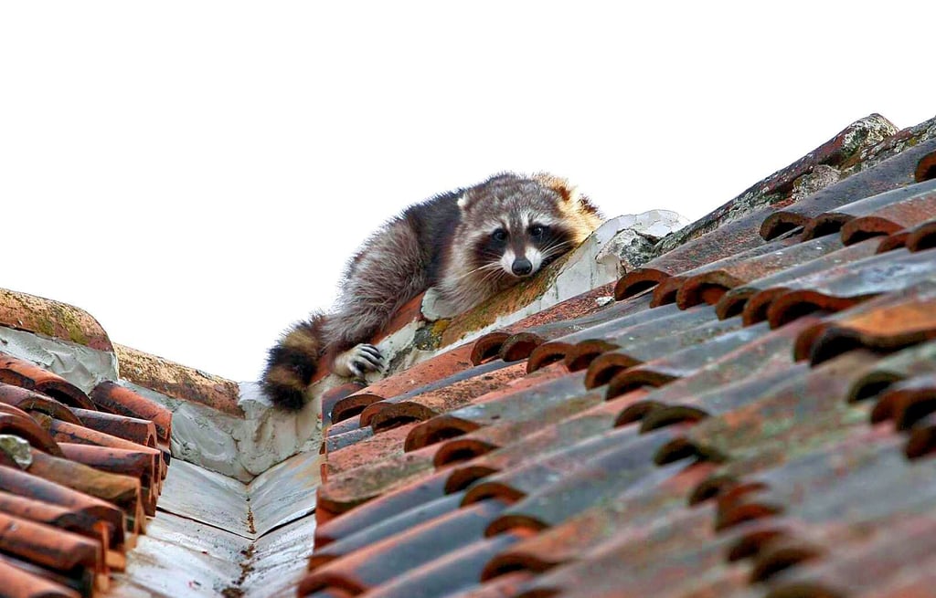 Das Mehrgenerationenzentrum in Barleben lädt zu einen Vortrag über tierische Rückkehrer und Invasoren wie dem Waschbär ein.
