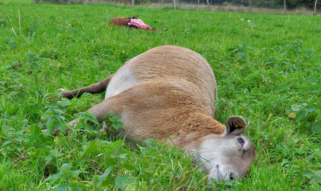 Kein Nickerchen auf der Weide. Der Abdruck an der Kehle zeugt vom Wolfsangriff Anfang Oktober bei Altmersleben. Beim Schaf im Hintergrund liegen die Rippen frei.