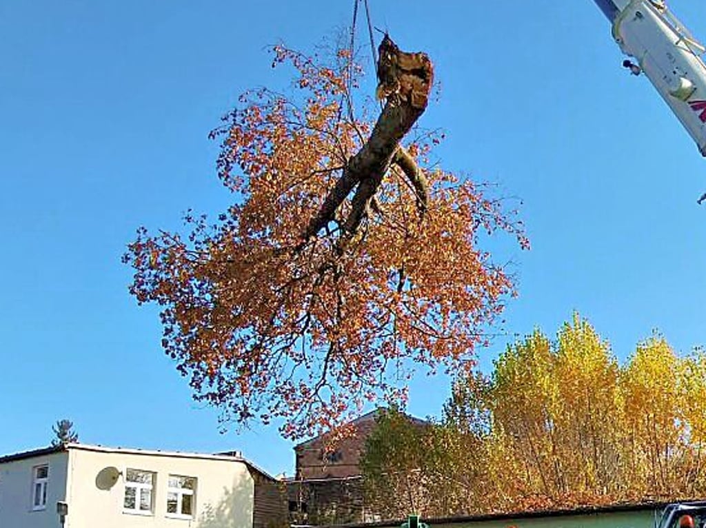 Der Baum im Rollhockeystadion wurde geborgen.