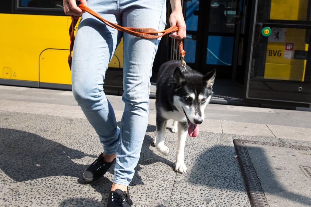 Oh, wie süß? Wer eine Phobie vor Hunden hat, würde diese Begegnung mit dem Husky schrecklich finden.