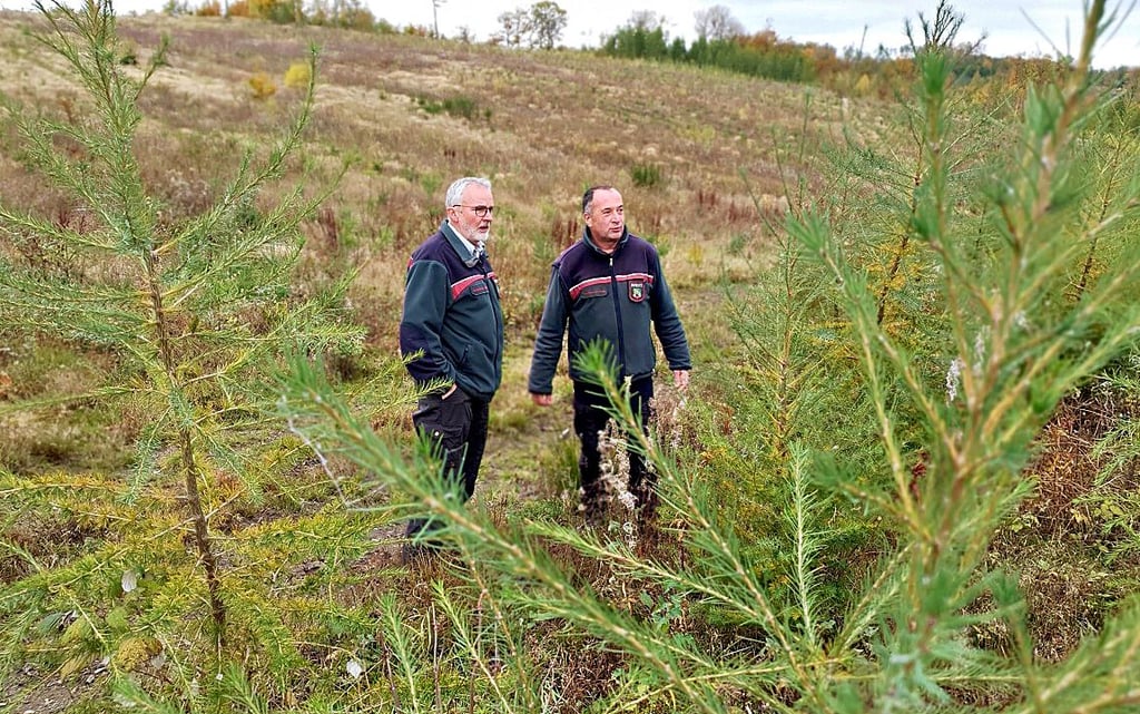 Hier entsteht ein neuer Wald.