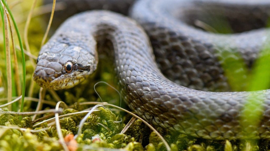 Eine Familie hat im australischen Queensland zwei Schlangen in ihrer Klimaanlage entdeckt.