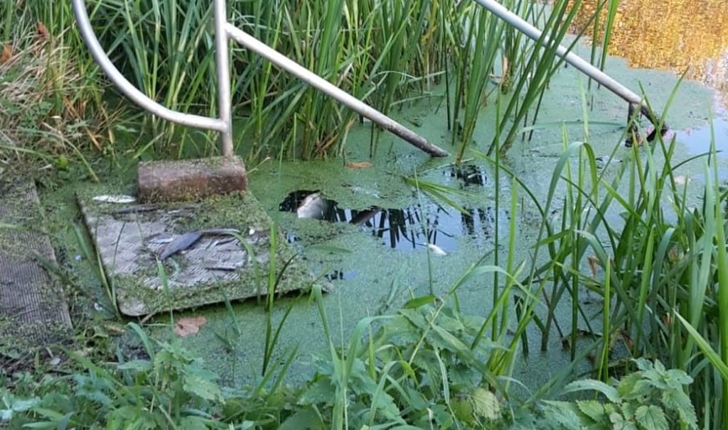 In der Biese bei Osterburg sind tote Fische entdeckt worden.