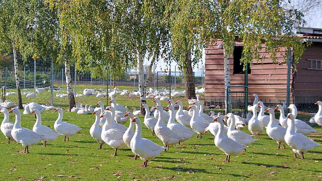 Mitte April kamen diese Weihnachtsgänse als Eintagesküken aus einer deutschen Brüterei in Süddeutschland. Schon bald werden die ersten Tiere als Martinsgänse geschlachtet.