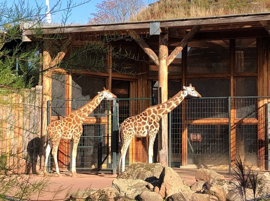 Derzeit leben in Magdeburg die Rothschild-Giraffen ‚Zahra‘ und ‚Shani‘.