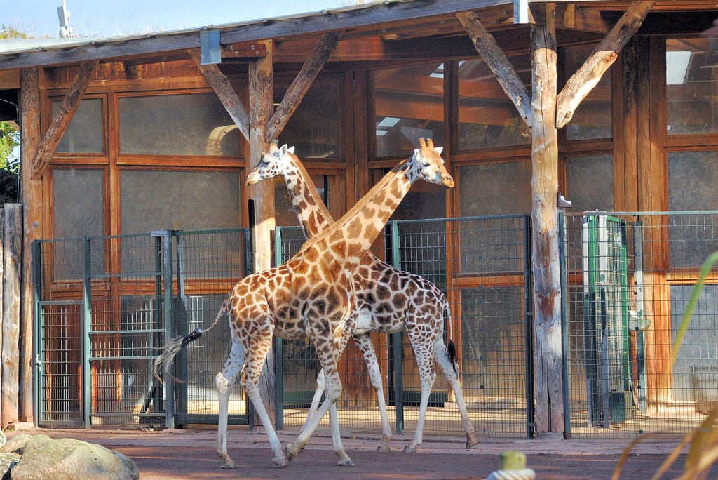 Derzeit leben die Giraffen-Damen Zahra und Shani im Zoo Magdeburg. Sie wohnen in dem 30 Jahre alten Giraffenhaus. Vor diesem steht ihnen eine Freifläche zur Verfügung, manchmal dürfen sie auch das Freigelände der Zebras mitnutzen.