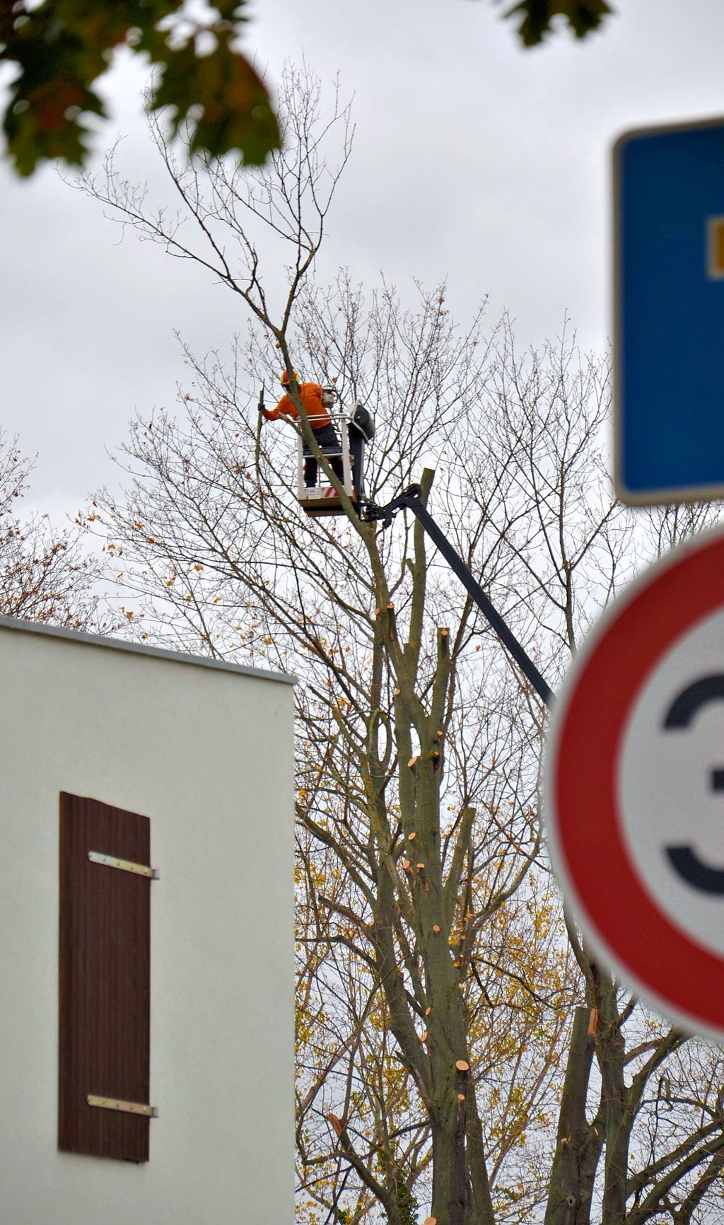 Die Abtragung dieses vollkommen trockenen Ahorns auf dem Friedhof Rathmannsdorf gehört zu den eher geplanten Arbeiten.