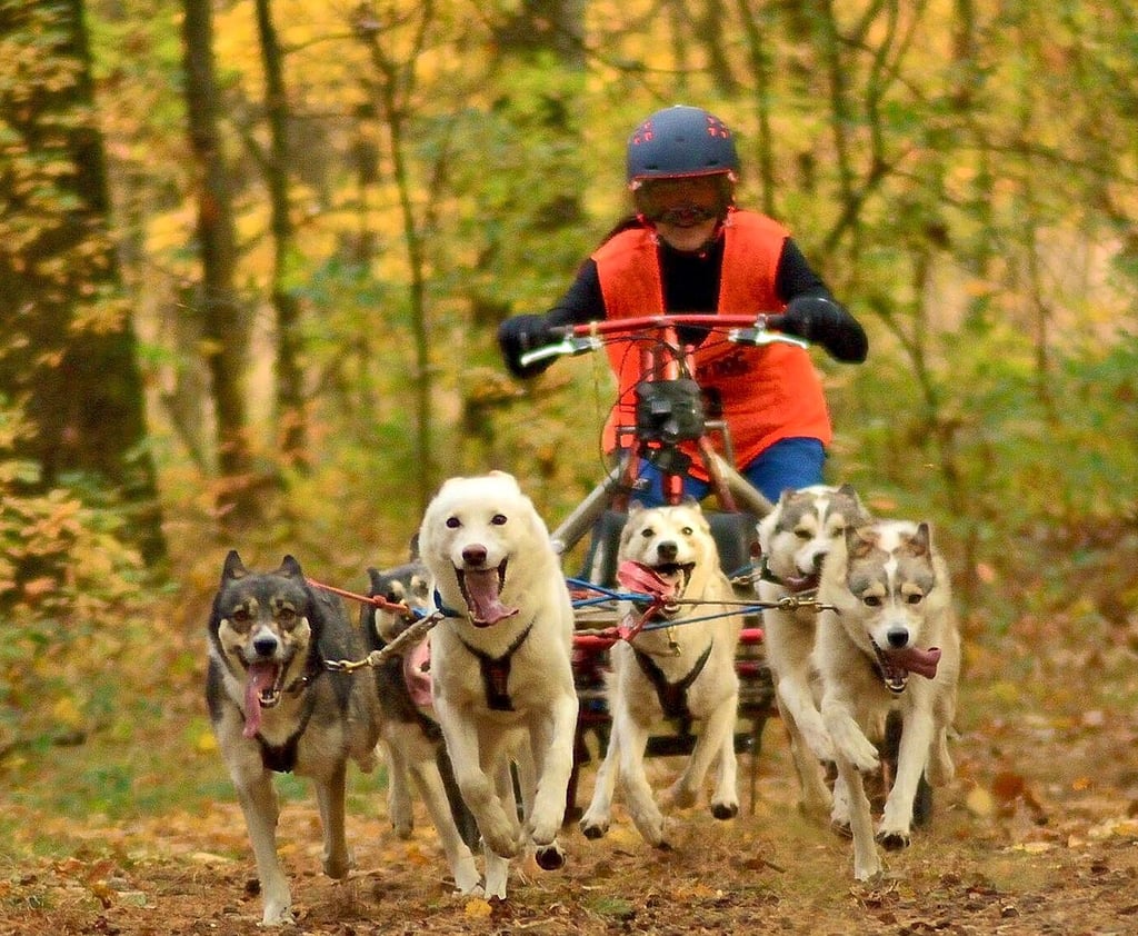 Ein Sport für Frauen und Männer: Beim Schlittenhunderennen in Burg startete auch Kerstin Galisch mit ihren Hunden.