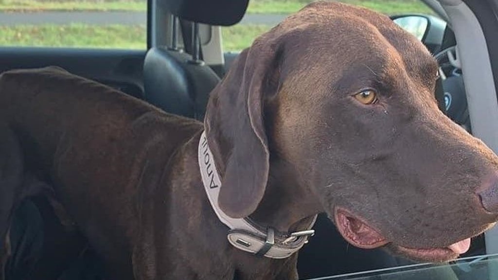 Ein glückliches Ende hat der Ausflug eines Jagdhundes am Dienstag (3. November) genommen. Polizisten sahen das herrenlose Tier auf einem Radweg zwischen Wolmirstedt und Barleben und nahmen den Rüden mit.