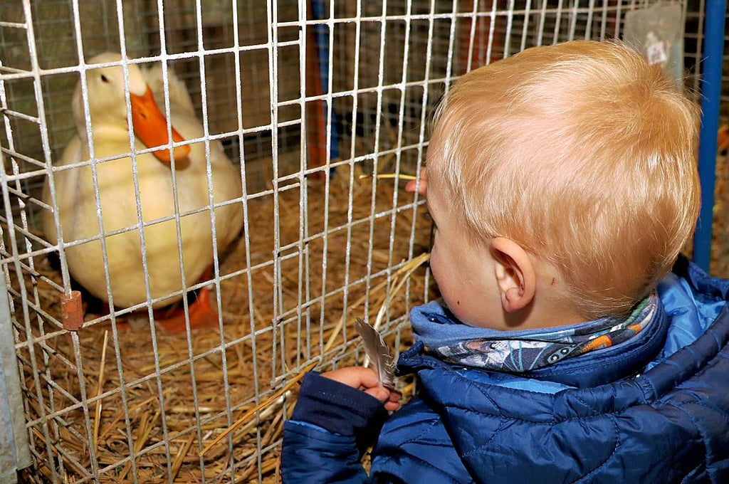 Der kleine Paul hat Freundschaft mit einer Ente geschlossen.