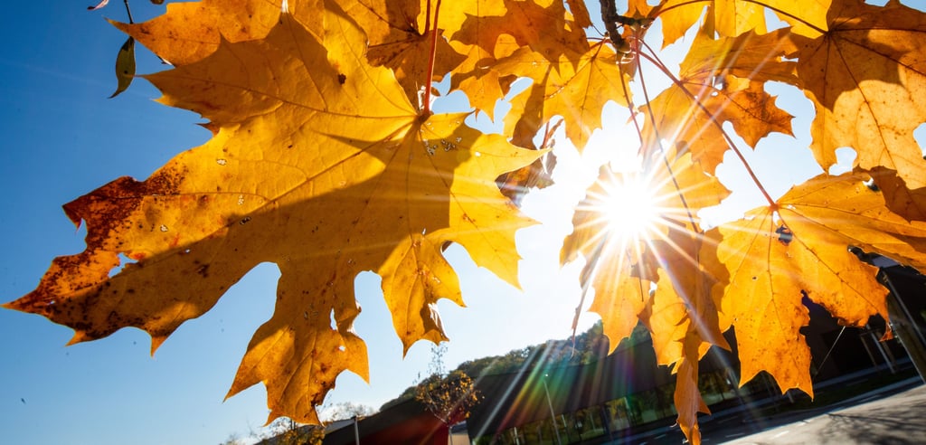 Golden ist der Herbst, aber wenn das Laub fällt, wird es hier und da zum Problem. In einigen Dörfern von Osterburg wurde extra ein Container dafür aufgestellt.