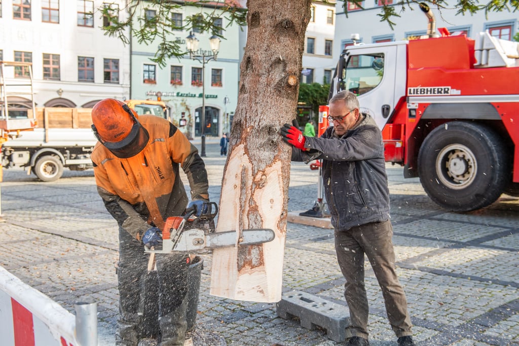 Als eine seiner letzten Amtsaufgaben überwacht Harald Berger (r.), dass der Stamm der Fichte auch ordentlich von Randolf Bombach zurechtgesägt wird.