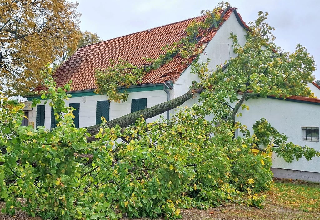 Teile einer alten Linde krachten während eines Sturmes kürzlich auf das Dach des Schützenhauses in Langenstein und beschädigten es. Mittlerweile ist das Dach notgesichert.