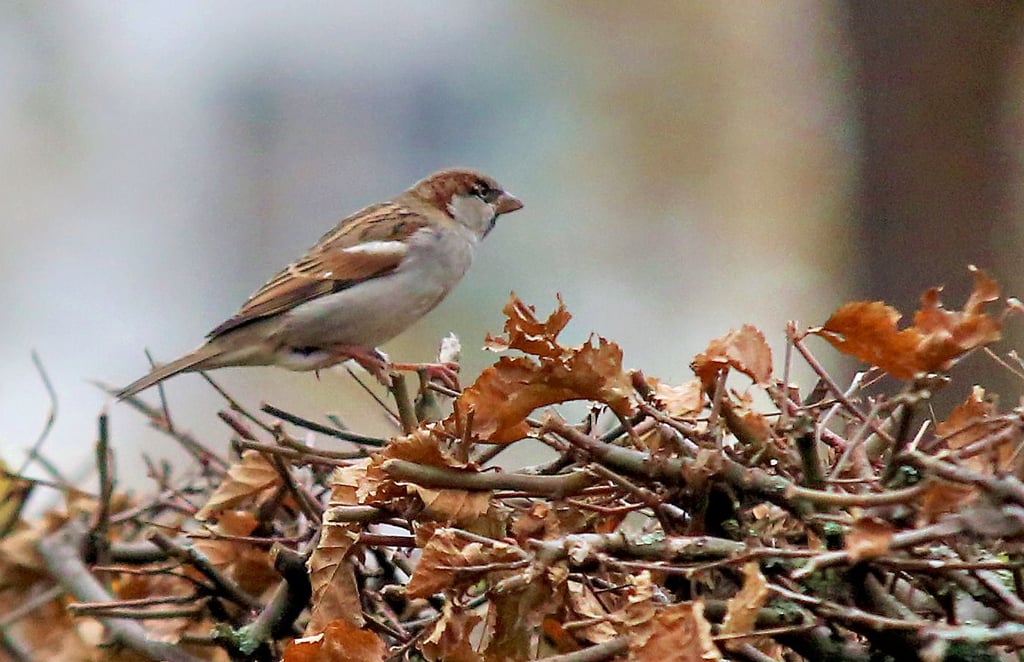 Der Sperling fühlt sich in der Hecke des Rosengartens pudelwohl. Doch Obacht: Der scheue Vogel flattert bei fast jeder Bewegung davon.