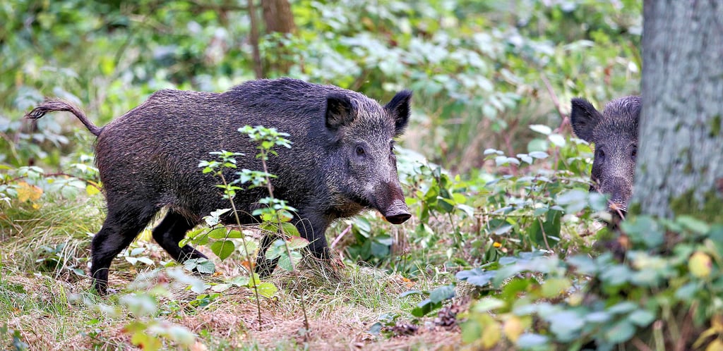 Adulten Wildschweinen sieht man eine Infektion mit Pseudowut meistens nicht an. Jäger sollen nach Abschuss trotzdem Blutproben abgeben, mahnen die Vorsitzenden der Jägerschaften Stendal und Osterburg.