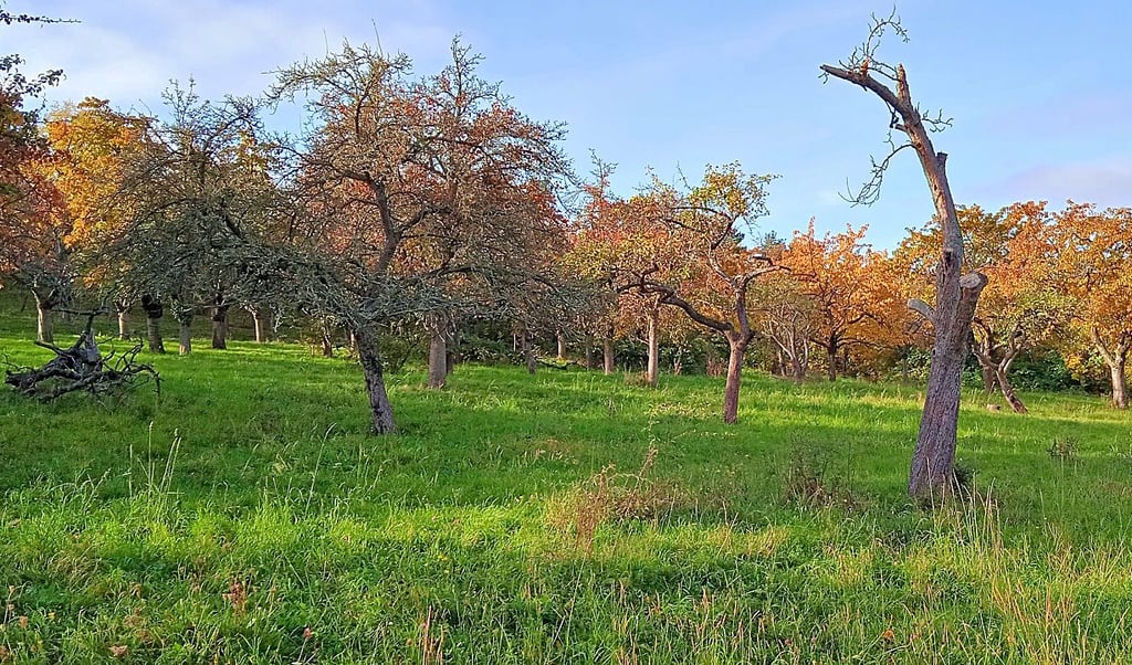 Die Streuobstwiese bei Rieder soll mit neuen Bäumen verjüngt werden.