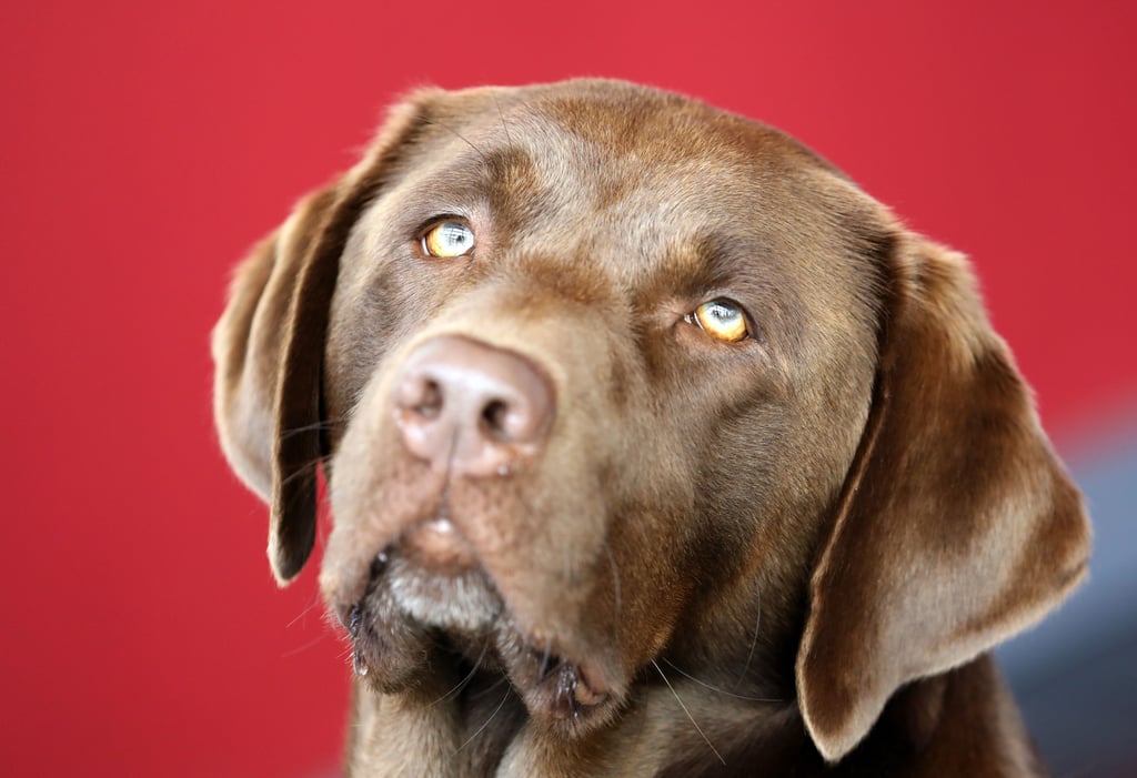 Das ist die beliebteste Hunderasse in der Einheitsgemeinde Havelberg: der Labrador Retriever.