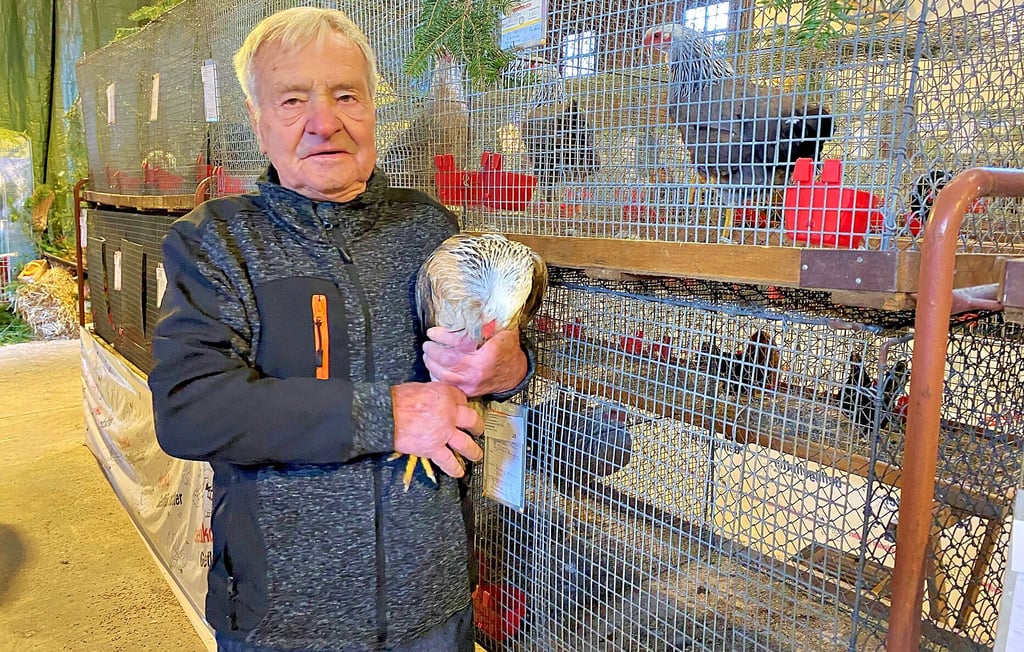 Dieter Bülow aus Thale bekam für seine Silberhalsigen Kreienköpfe die Höchstbewertung.