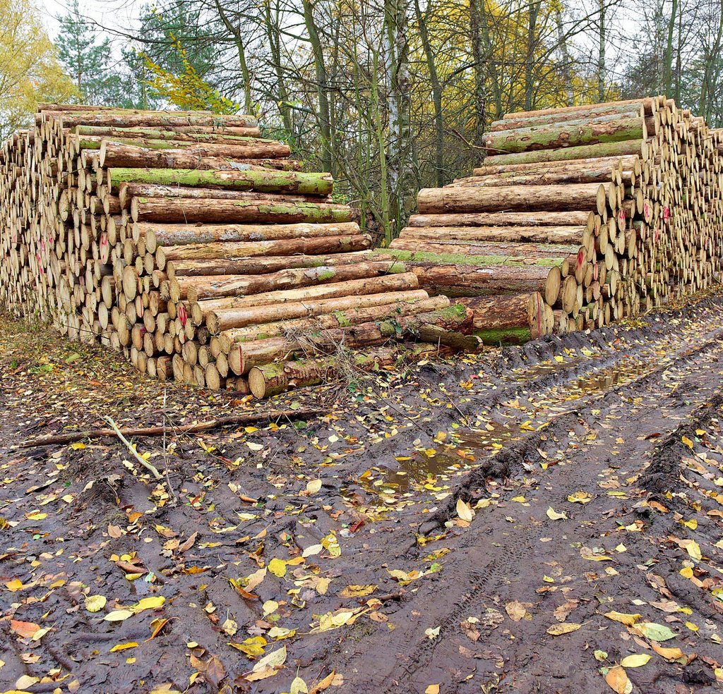 Man sieht die Spuren der Forstarbeiten im Wäldchen am Ölgrundteich.