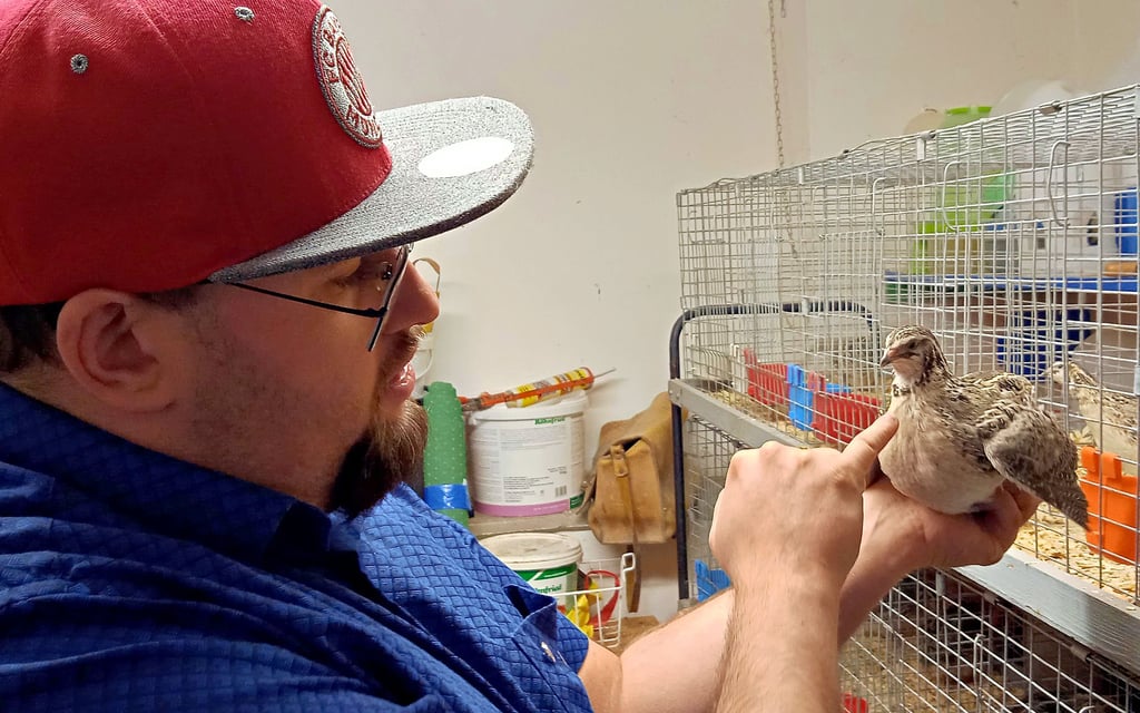 Domenik Buschhorn erklärt die typische Gefiederzeichnung einer Wachtel.