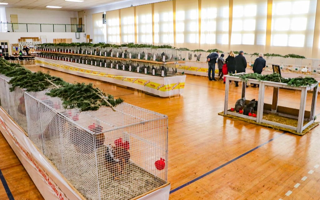 Für die Geflügelschau in Linda konnte erstmals die alte Turnhalle genutzt werden.