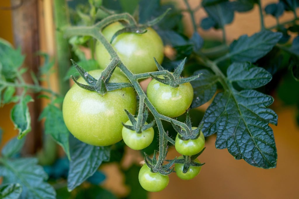 Unreife Tomaten enthalten das giftige Solanin und sollten daher nicht im grünen Zustand verzehrt werden.
