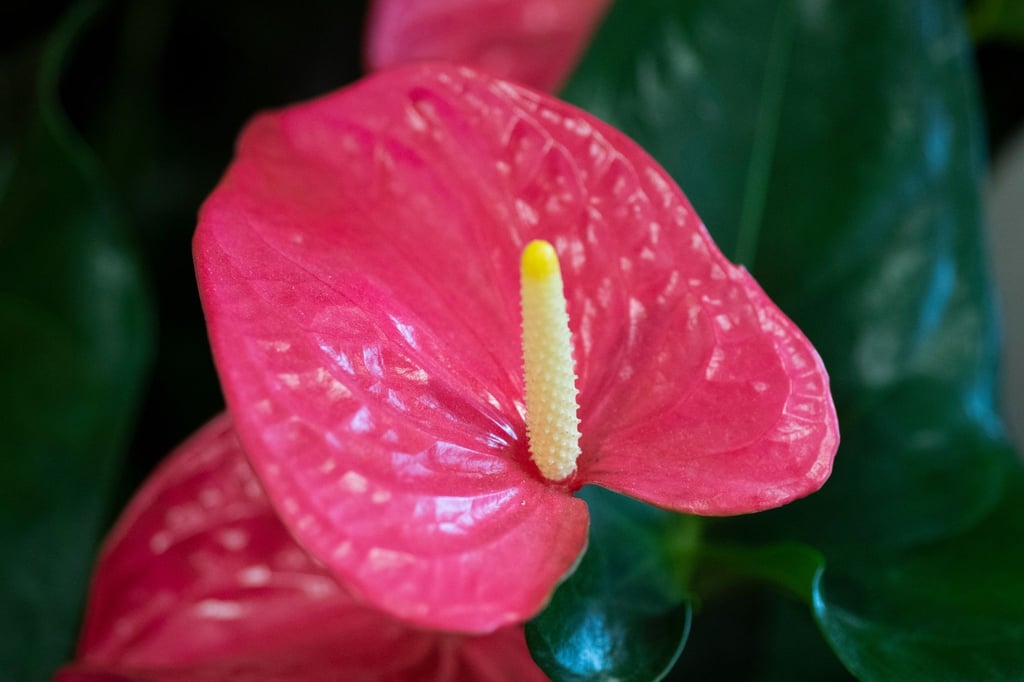 Keine Sorge, wenn es mal keine Blüte gibt: Eine Anthurie blüht schubweise.