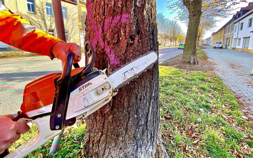 Insgesamt 182 Bäume, auch an der Halleschen Straße (Foto) sollen in den nächsten Monaten in Bernburg und Ortsteilen abgesägt werden.