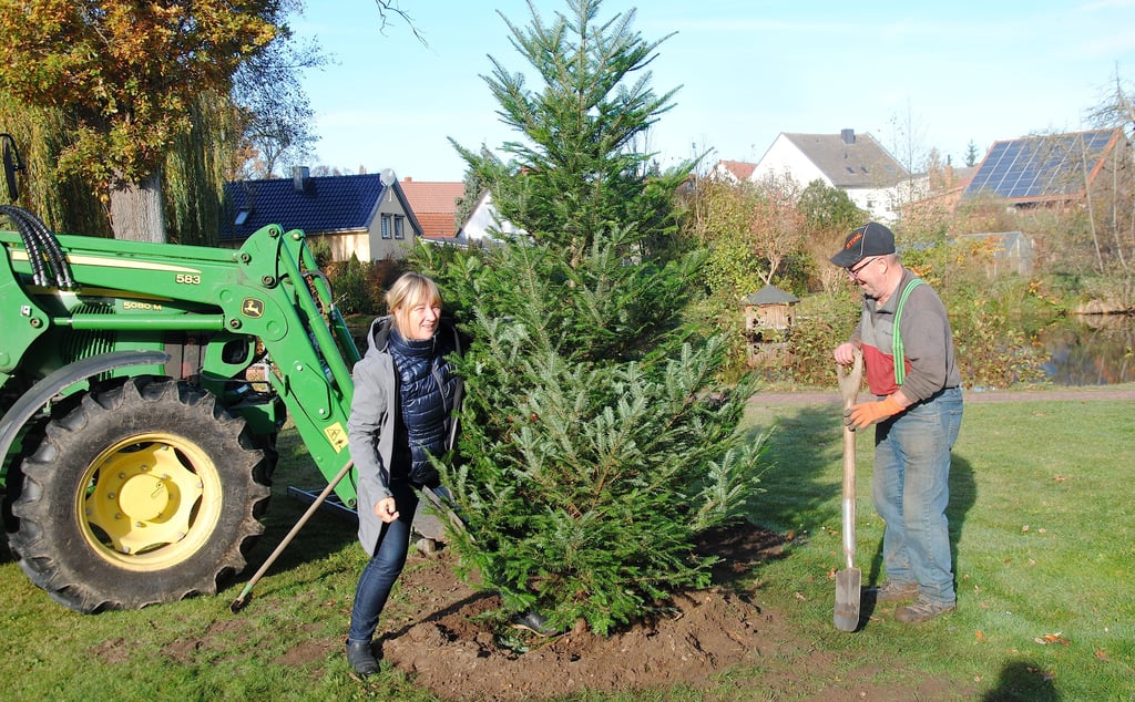 Am Mühlenteich in Beetzendorf wurde eine Weißtanne als Weihnachtsbaum in die Erde gesetzt.