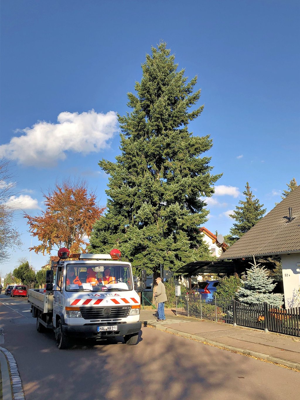 Noch steht Halles Weihnachtsbaum, eine Douglasie, in einem Vorgarten in der Gottfried-Keller-Siedlung.