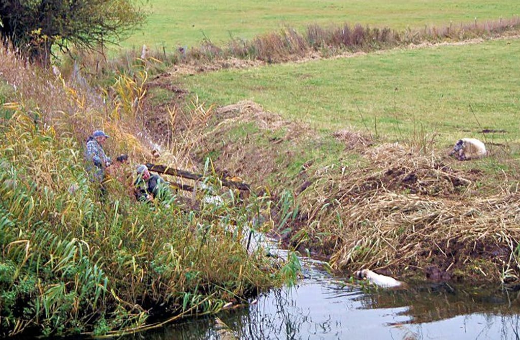 Dienstagfrüh musste Aziz Hasan zwei Schafe aus dem Wasser ziehen.